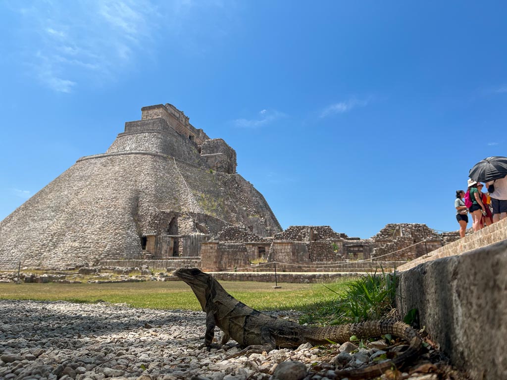 An Iguana in front of the Uxmal ruins